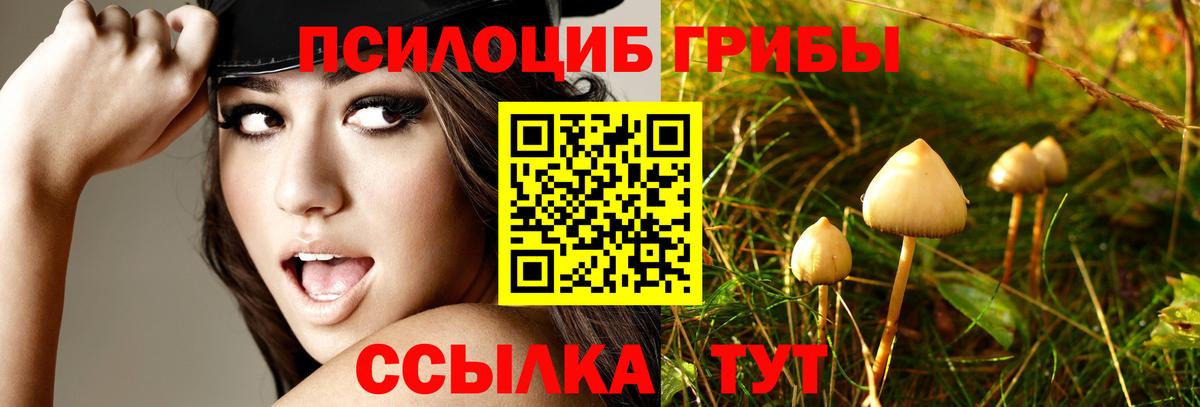 Кизилюрт  Галлюциногенные грибы GOLDEN TEACHER  Вход с VPN 